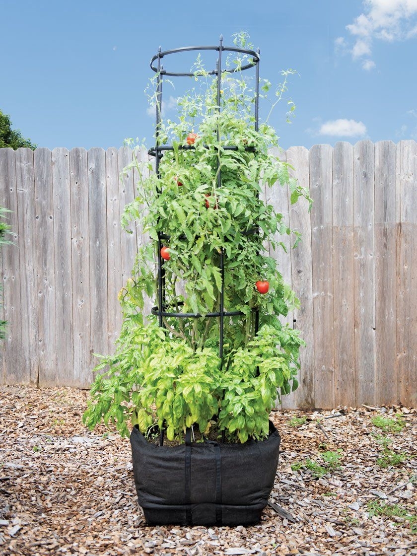 Awesome Growing Tomatoes In Grow Bags Outside Photo with regard to Grow Bags For Tomatoes