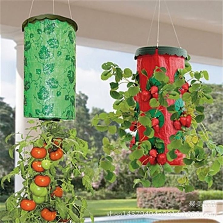 Best Growing Tomatoes In Grow Bags Outside Image intended for Buy Tomatoes Upside Down Vertical Wall Hanging Planter Bag Plant