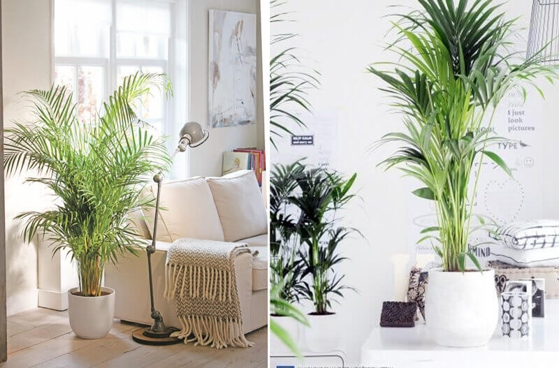 Best Yucca Plant Air Purifier Image within Best Air Purifier Plant: Palms (Arecaceae Or Palmae)