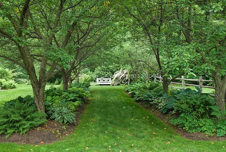 Creative Landscaping Under Evergreen Trees Image throughout Hostas Under Trees In Shade Garden