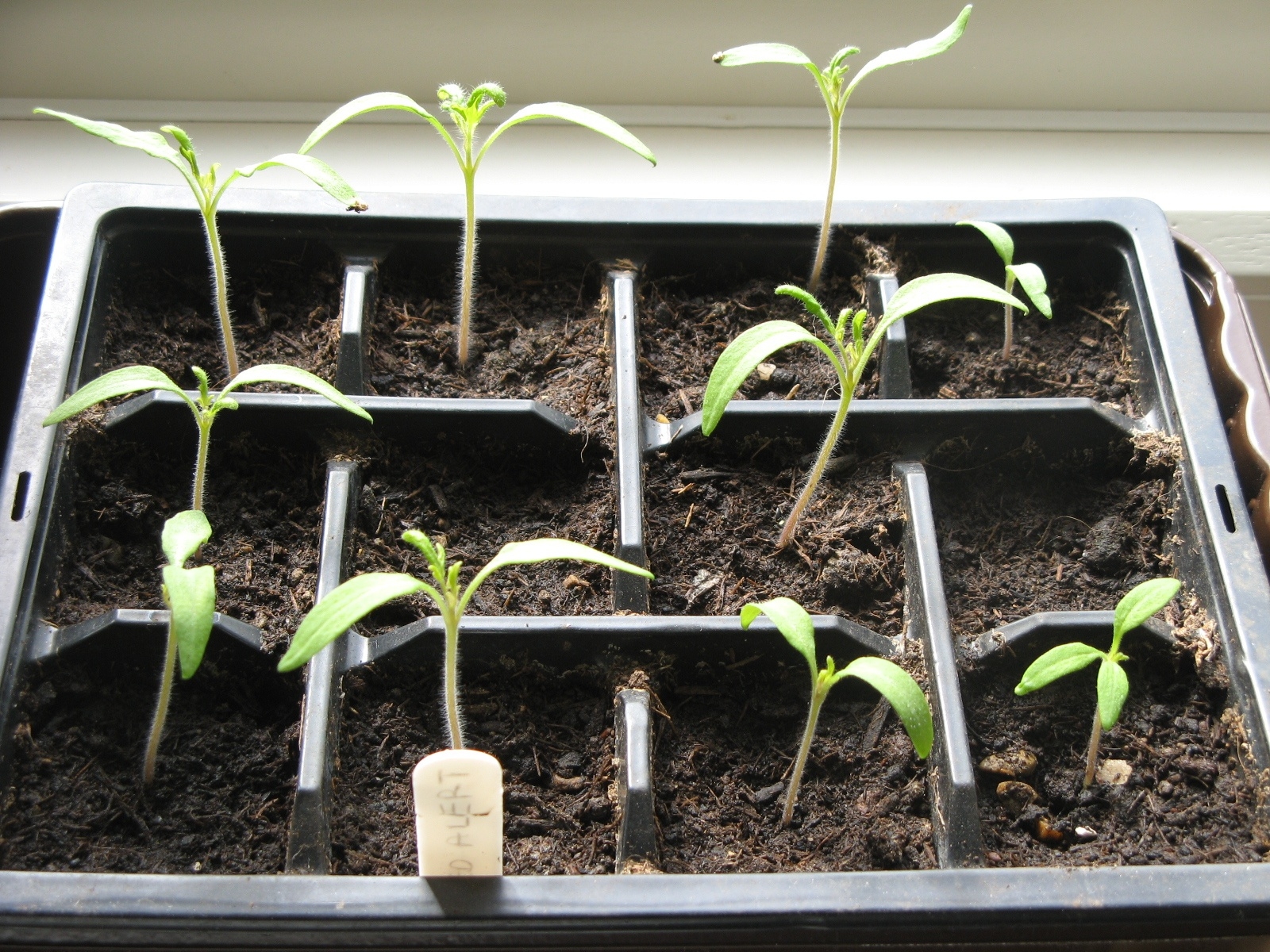 Easy Planting Tomato Seeds From Fresh Tomatoes Image for Are My Tomato Seedlings Leggy? (And Other Tomato Seedling Advice)