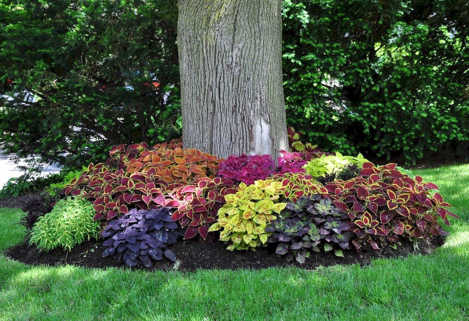 Inspiring Muscle Tree And Landscaping Photo throughout Cheap Landscaping Ideas For Your Front Yard That Will Inspire You