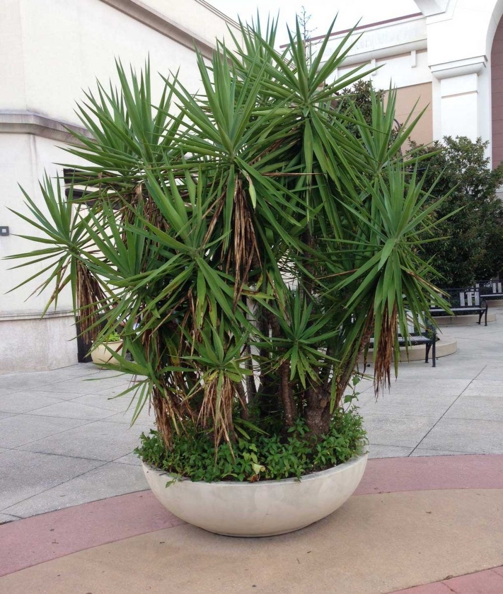 Outstanding Yucca Plant Air Purifier Picture for Yucca Plant Large