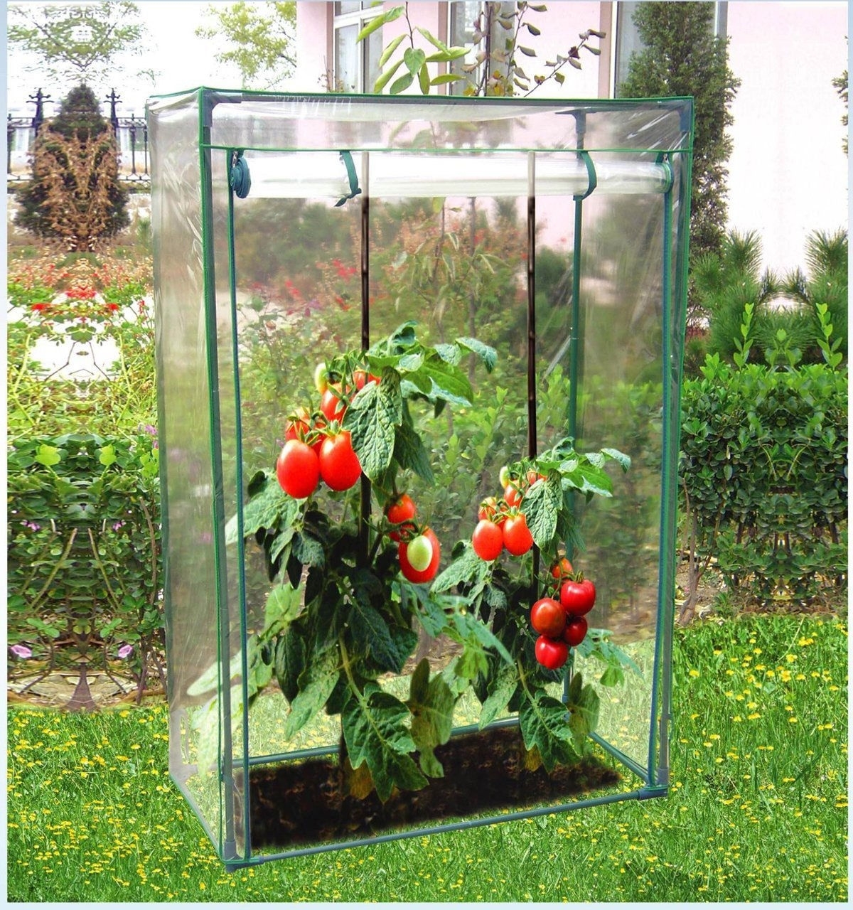 Simple Growing Tomatoes In Grow Bags Outside Photo inside Mini Greenhouse Growbag Tomato Growhouse Pvc Covers Plastic Garden