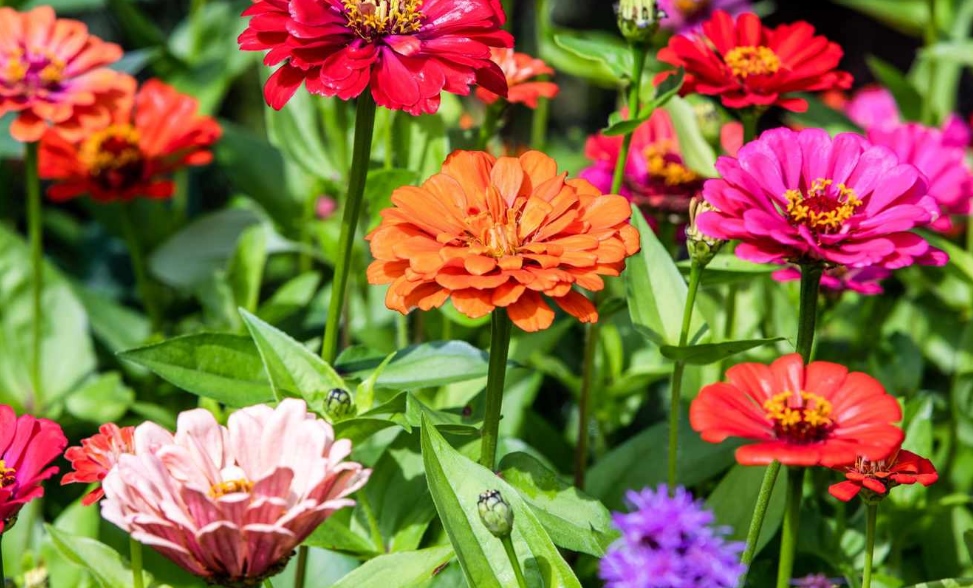 Annual plants