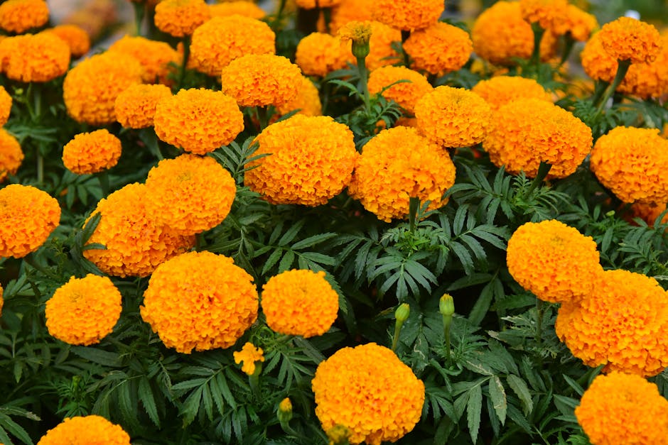 Annuals: A Burst Of Color For The Professional Gardener